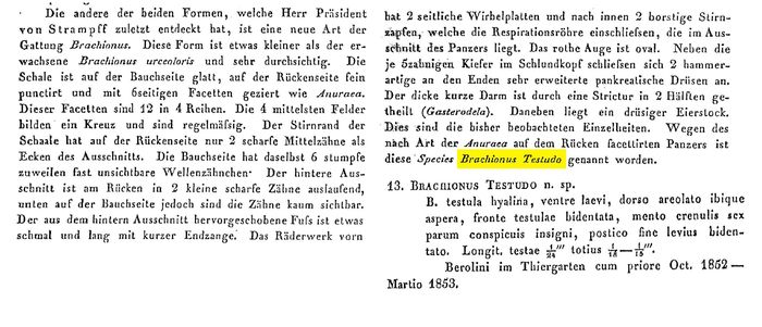 Brachionus testudo - Original description image