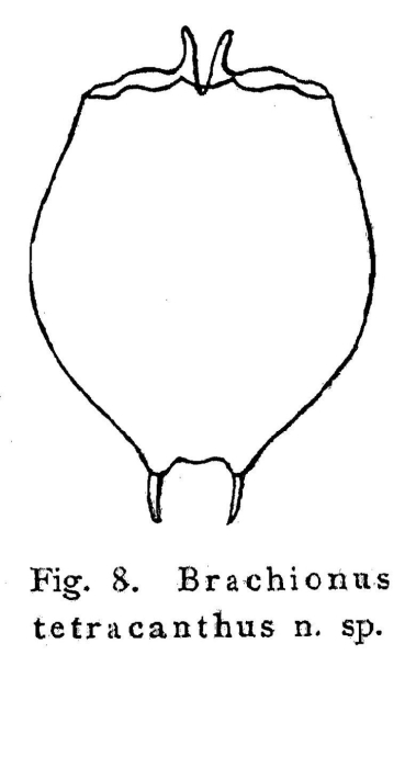 Brachionus tetracanthus - Original description image
