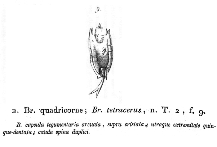 Brachionus tetracerus - Original description image
