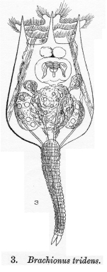 Brachionus tridens - Original description image