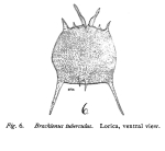 Brachionus tuberculus - Original description image
