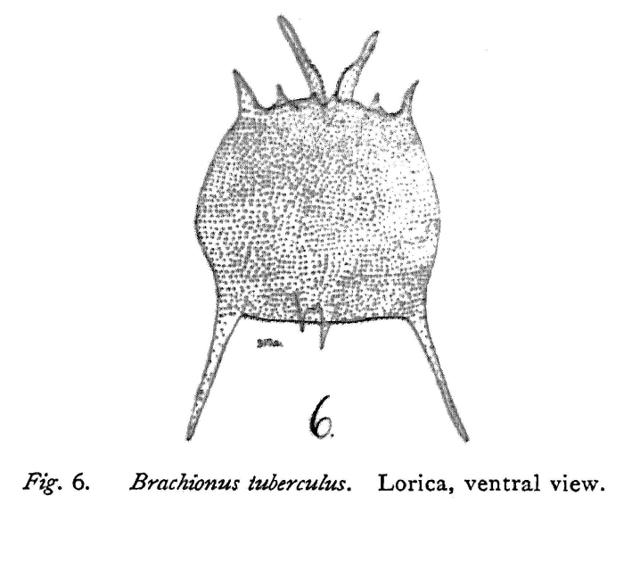 Brachionus tuberculus - Original description image