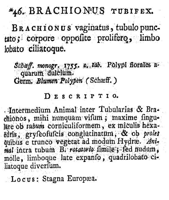 Brachionus tubifex - Original description image