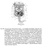 Brachionus urceolaris