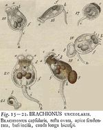 Brachionus urceolaris