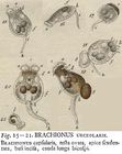 Brachionus urceolaris