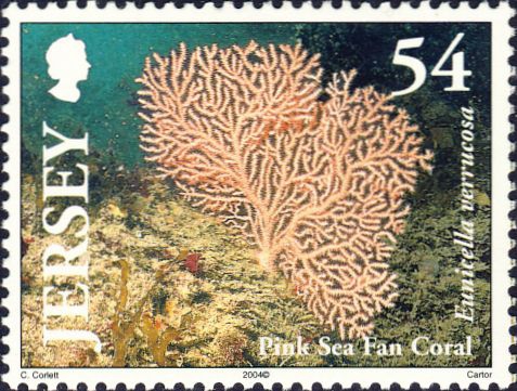 Eunicella verrucosa Eunicella verrucosa