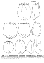 Brachionus urceolaris