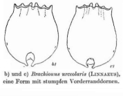 Brachionus urceolaris
