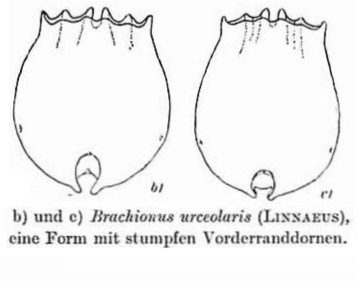 Brachionus urceolaris