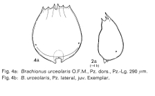 Brachionus urceolaris