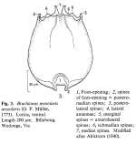 Brachionus urceolaris