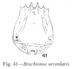 Brachionus urceolaris