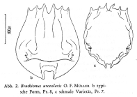 Brachionus urceolaris