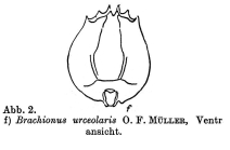 Brachionus urceolaris