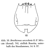 Brachionus urceolaris