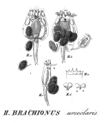 Brachionus urceolaris