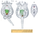 Brachionus urceolaris
