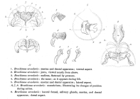 Brachionus urceolaris