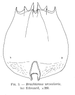 Brachionus urceolaris