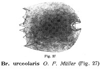 Brachionus urceolaris