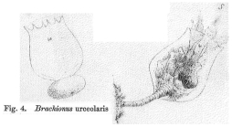 Brachionus urceolaris