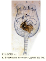 Brachionus urceolaris