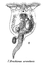 Brachionus urceolaris