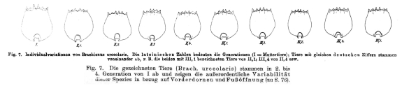 Brachionus urceolaris