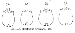 Brachionus urceolaris
