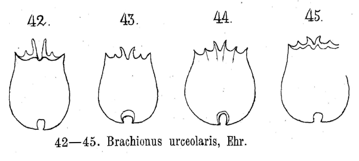 Brachionus urceolaris