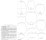 Brachionus urceolaris