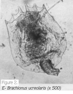 Brachionus urceolaris