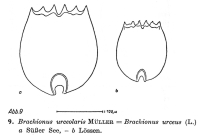 Brachionus urceolaris