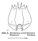 Brachionus urceolaris
