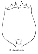 Brachionus urceolaris