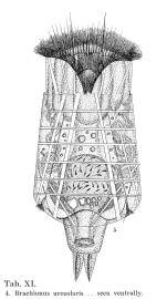 Brachionus urceolaris