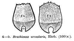 Brachionus urceolaris