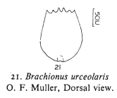 Brachionus urceolaris