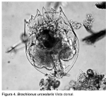 Brachionus urceolaris