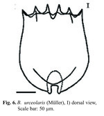 Brachionus urceolaris