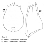 Brachionus urceolaris