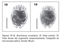 Brachionus urceolaris