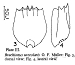 Brachionus urceolaris