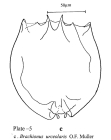 Brachionus urceolaris