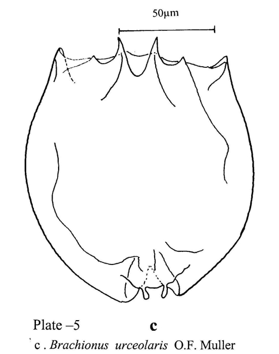 Brachionus urceolaris