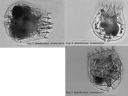 Brachionus urceolaris