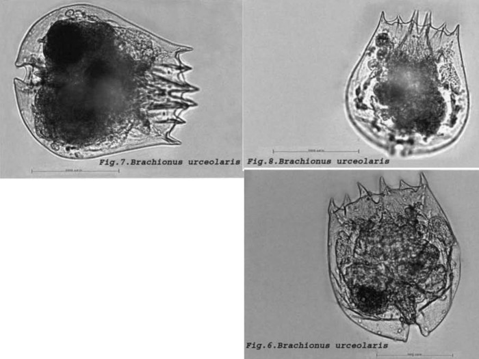 Brachionus urceolaris