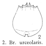 Brachionus urceolaris