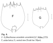 Brachionus urceolaris